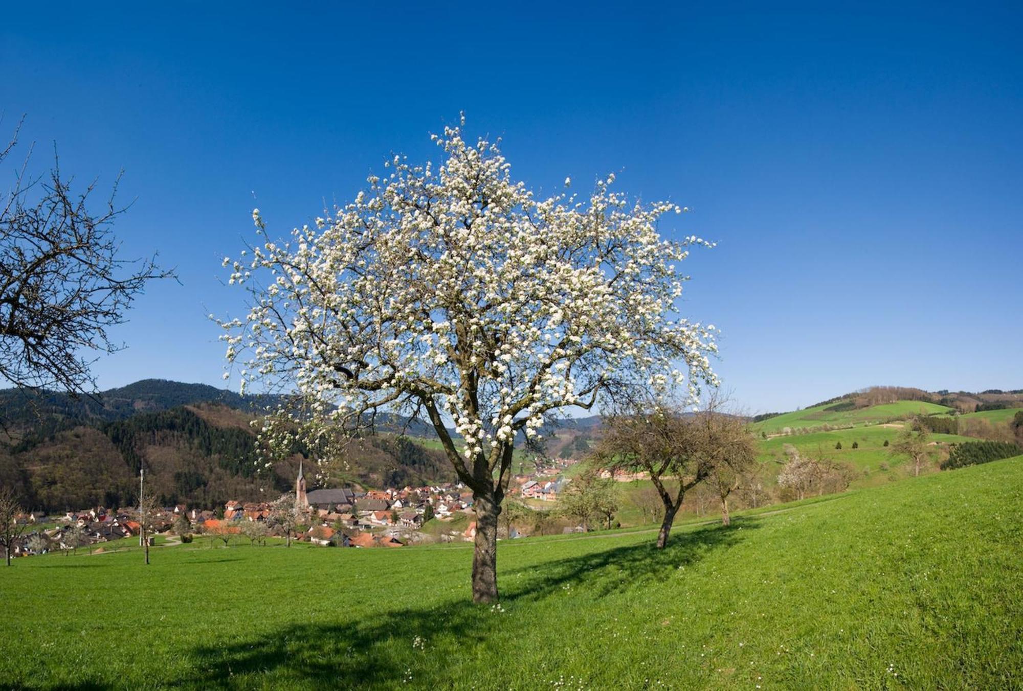 Ferienwohnungen Golla-Lang Oberharmersbach Exterior photo
